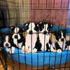 REDUCED Boston Terrier puppies