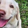 Akc Labrador retriever puppies