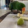 ECLECTUS MALE FOR SALE