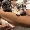 French Bulldog female puppies AKC registered
