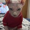 Sphynx 