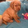 AKC LABRADOR RETRIEVER PUPS. READY NOV 17 FULL REG RIGHTS INCLUDED
