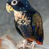 Pionus Bronze Winged Babies a For Sale.