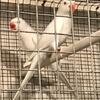 Albino Indian Ringneck Parakeet Pairs