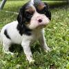 AKC Cavalier King Charles Spaniel Puppies