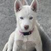 Siberian Husky puppies 
