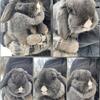 Holland lop doe