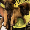 Belgian Malinois Puppies for sale