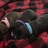 Boxer puppies akc