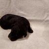 Toy Poodle 