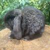 Mini Lop Rabbits