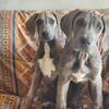 12 week old great dane puppies ready now!  Akc