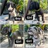 Great Dane puppies 
