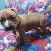 American murle pocket bully pup 5 weeks (male)