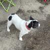 AKC Male fluffy frenchie 1yo