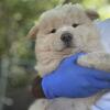 Chow chow pups