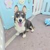 Beautiful Blue tri Corgi Boy