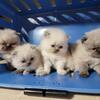 CFA Reg HIMALAYAN Kittens for SALE 
