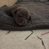AMERICAN BULLY PUPPIES Blu Female Left $2500 pet home only!