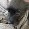 Chorkie Pups Need New Homes