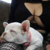 Lilac Platinum Fluffy Carrier Frenchie Rehoming