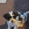 shitzu/ mini poodle 
