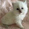 Ragdoll Female TICA kitten