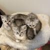 Silver shaded Persian mix kittens 