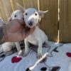 english bull terrier puppies 