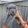 Cane Corso pups