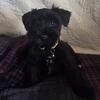 Miniature Schnauzer 