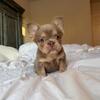 French Bulldog puppy (Isabella Fluffy)