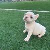 French Bulldogs for sale