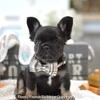 Poetic French Bulldog puppy Domino black & tan fluffy male