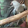 3 year old Indian Ringneck - Blue Female - Not Tame