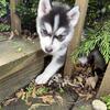 Siberian Husky Puppies 
