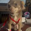 Lilac Tri Longhair Chihuahua stud