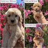 goldendoodle