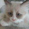 Beautiful Ragdoll kitten. 
