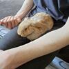Holland lop buck 8 weeks