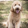 Medium Goldendoodle available for STUD