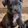 Stunning Blue XL Bully Puppies – UKC Registered, TABKC Certified