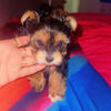 Yorkies Puppies
