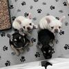 French bulldog pups 