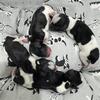 Parti Mini Schnauzer Puppies 