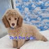 Dark Blue Collar Moyen Poodle Puppy- Stunning, Playful, And Ready Now! -