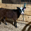 Feeder/Show Calves