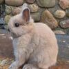 Netherland Dwarfs
