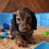 Carlo - shaded red long haired male $1999
