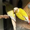 Conures breeder pair